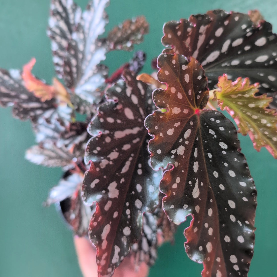 Begonia maculata &