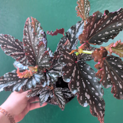 Begonia maculata &