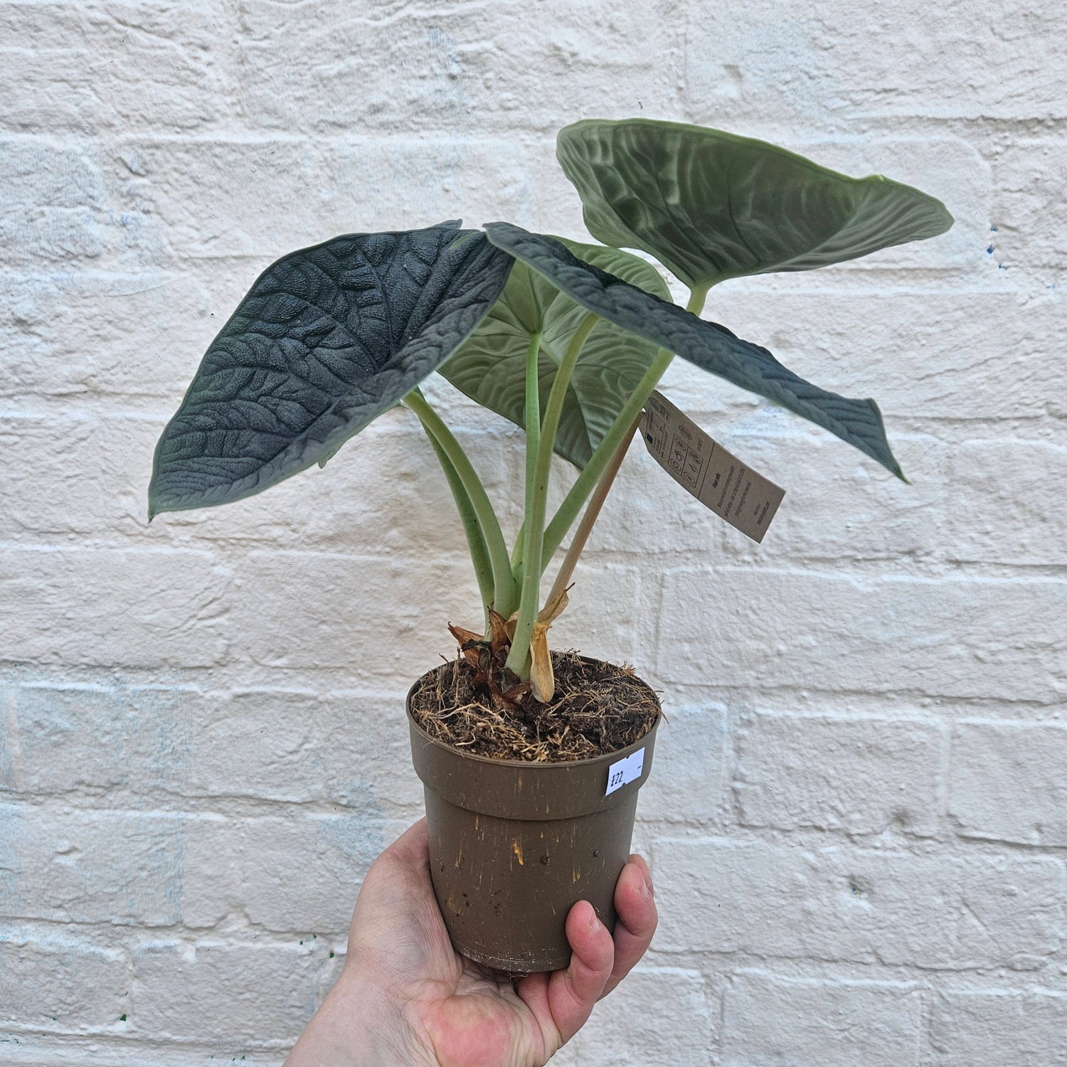 Alocasia &