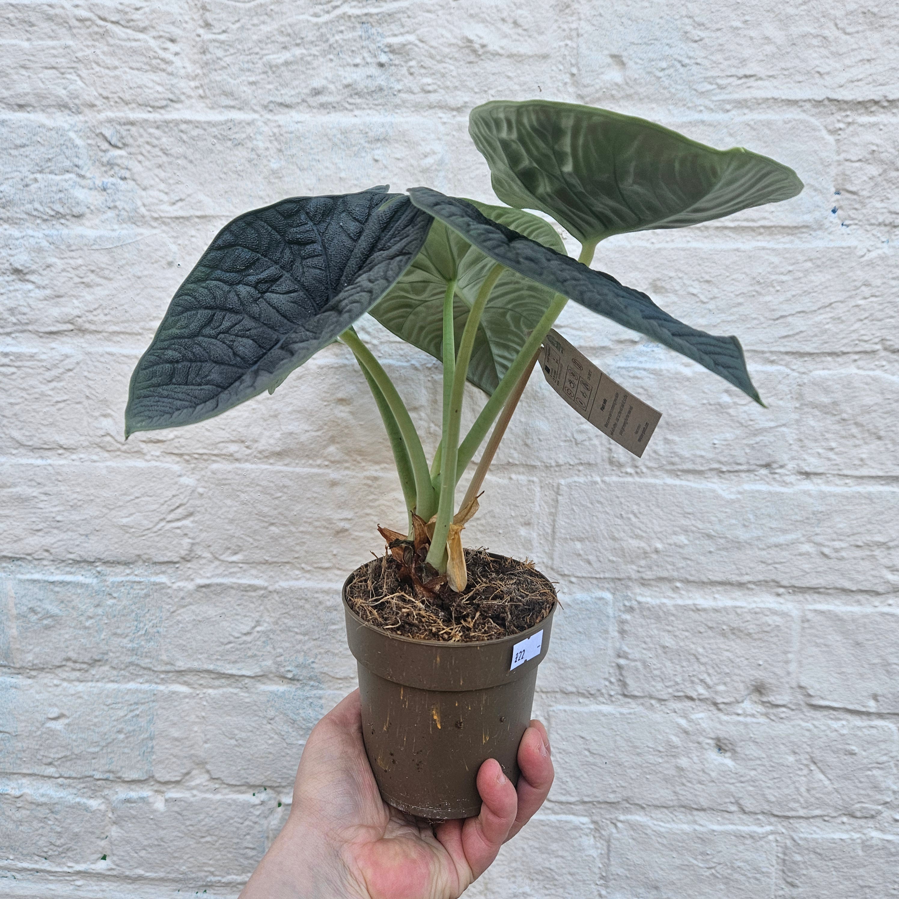 Alocasia &