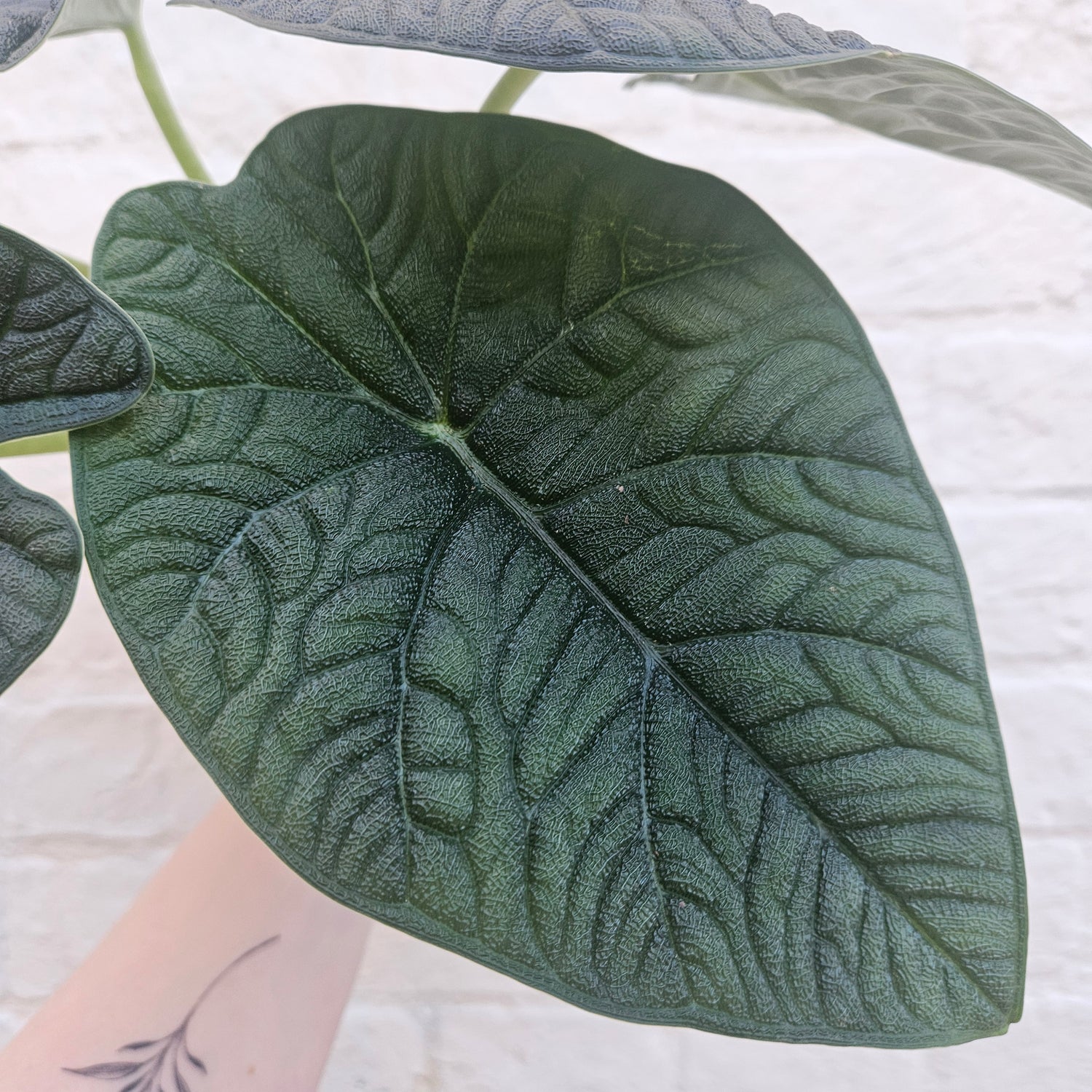 Alocasia &