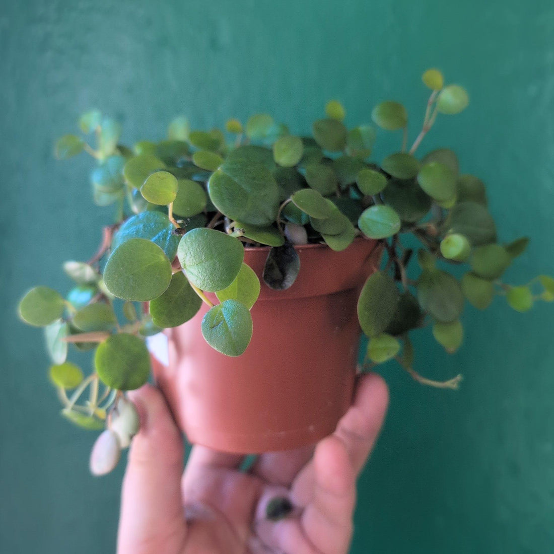 Peperomia prostrata &