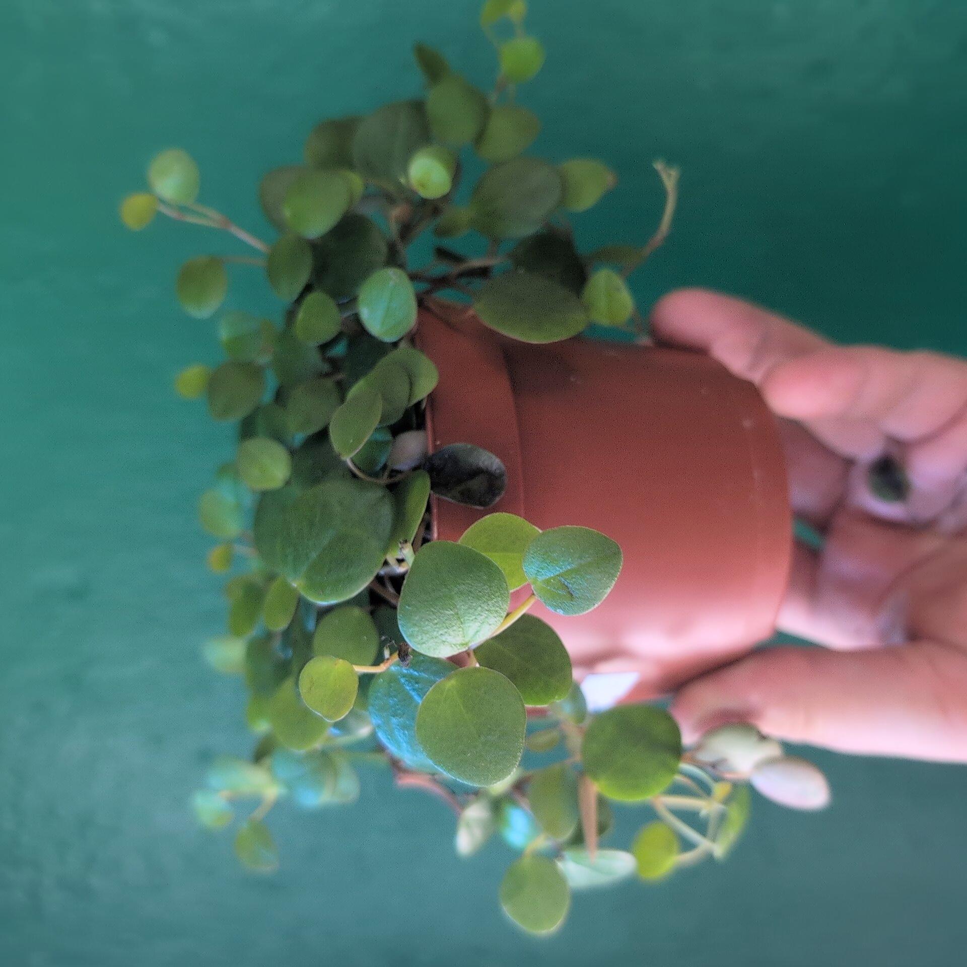 Peperomia prostrata &