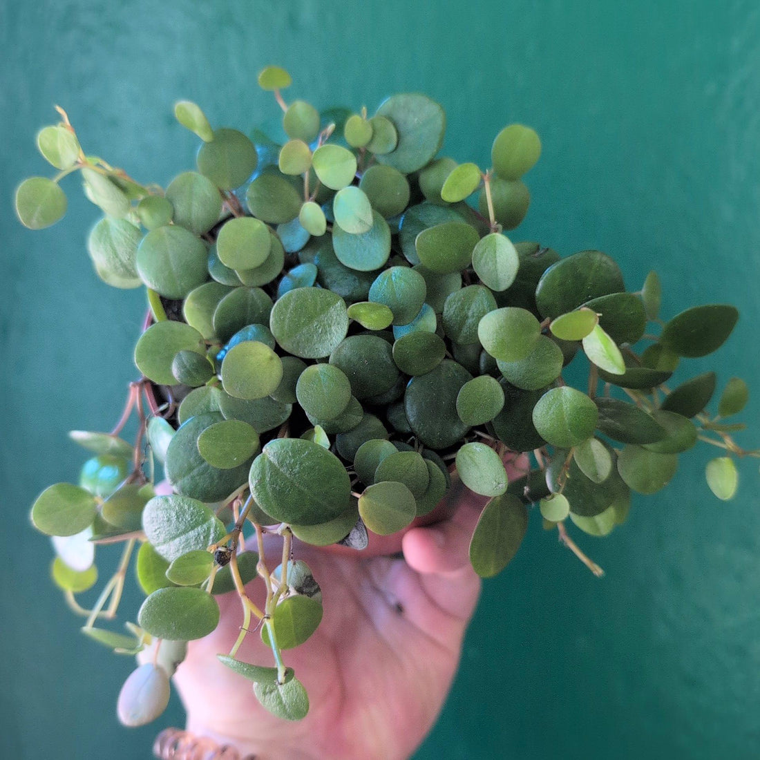 Peperomia prostrata &