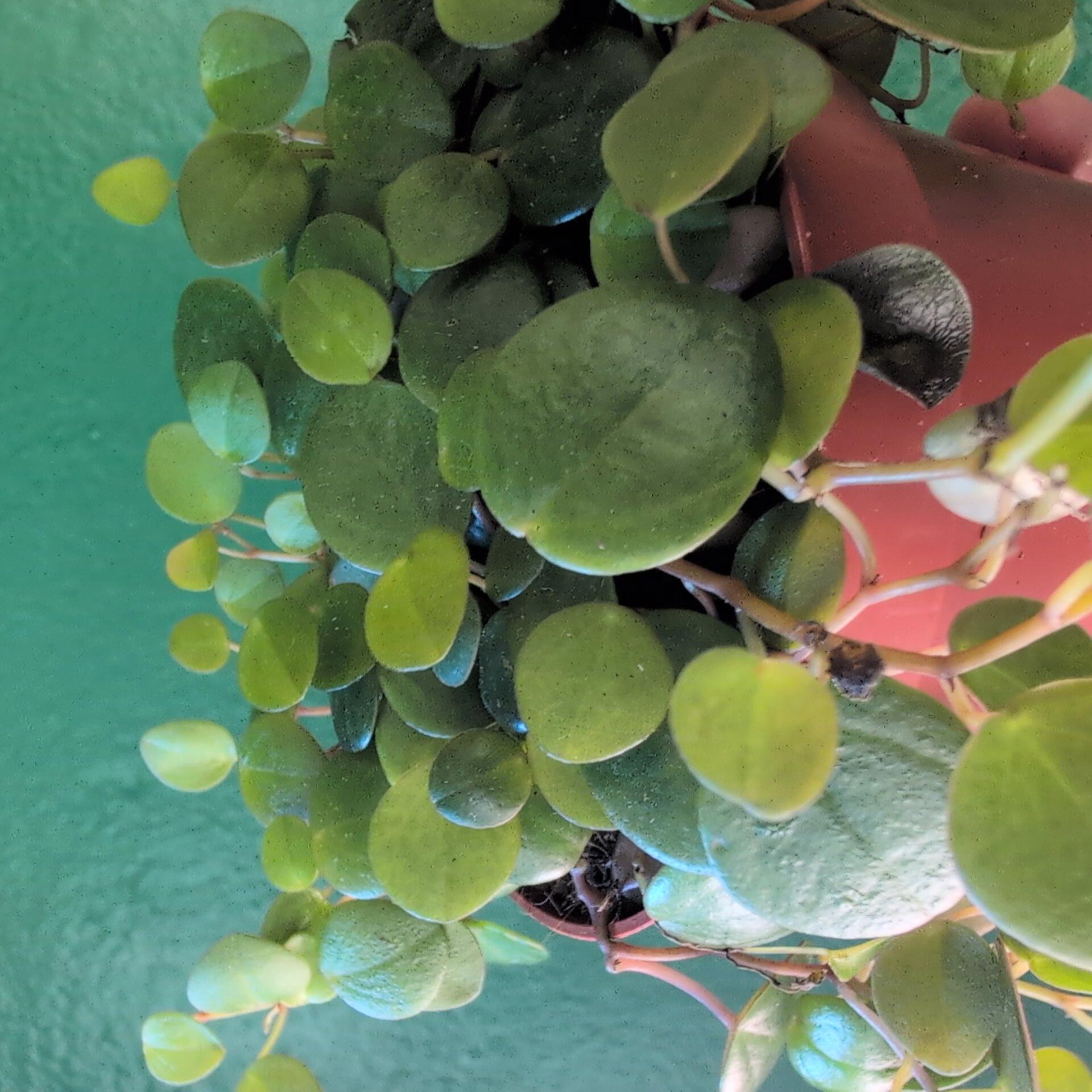 Peperomia prostrata &