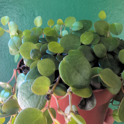 Peperomia prostrata &