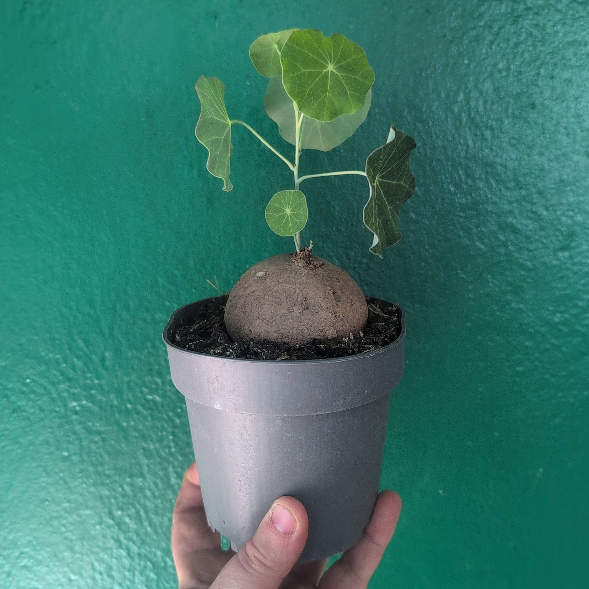 Stephania erecta (Caudex Plant)