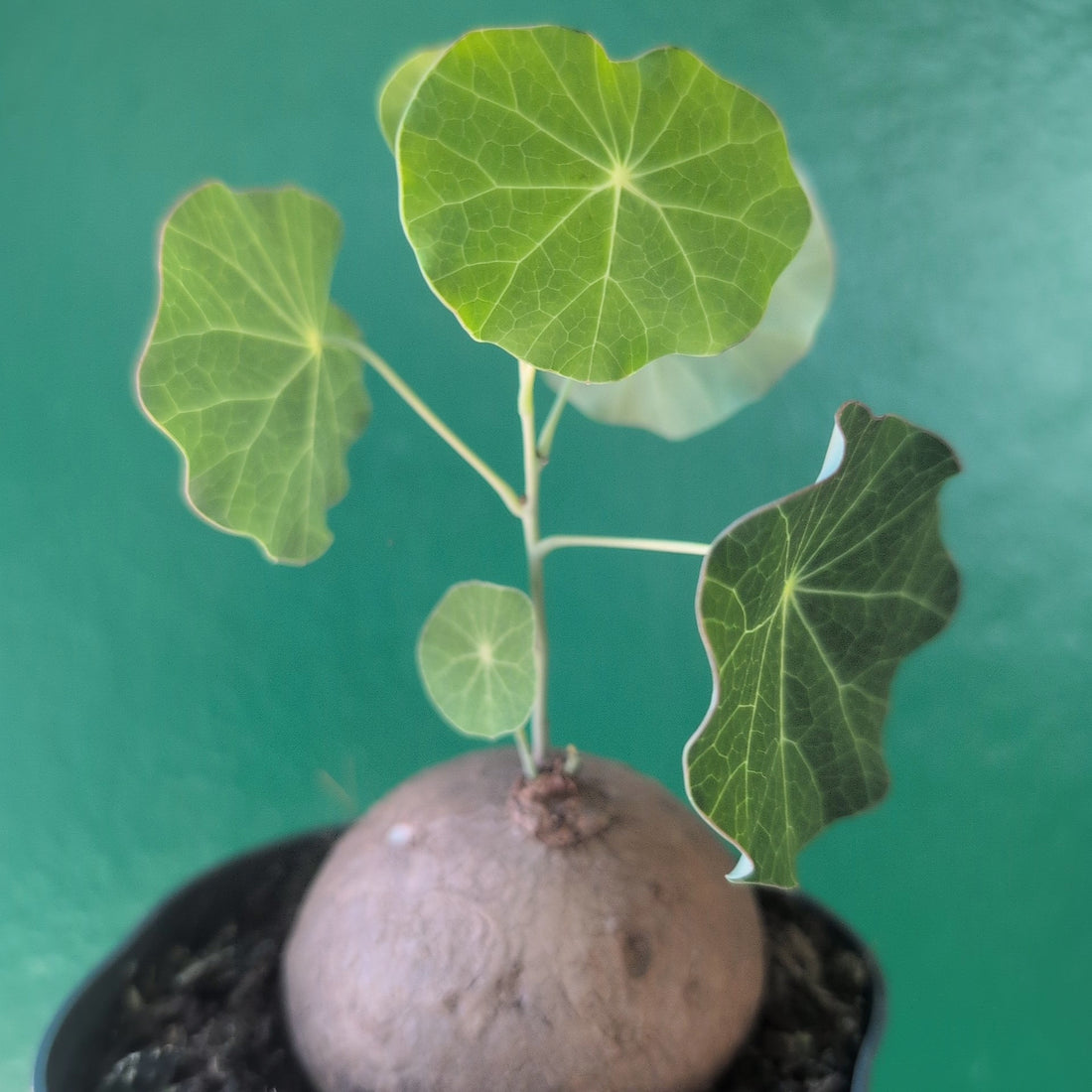 Stephania erecta (Caudex Plant)