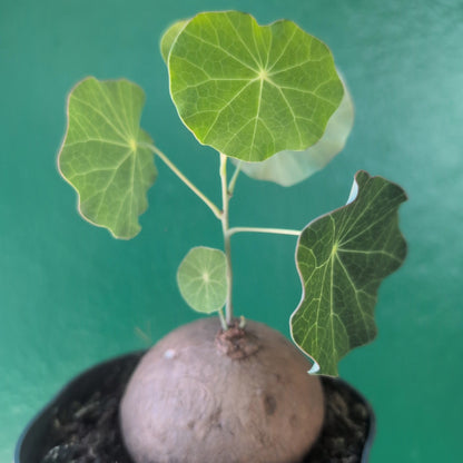 Stephania erecta (Caudex Plant)