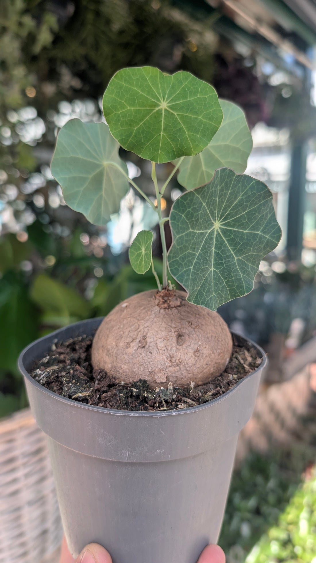 Stephania erecta (Caudex Plant)