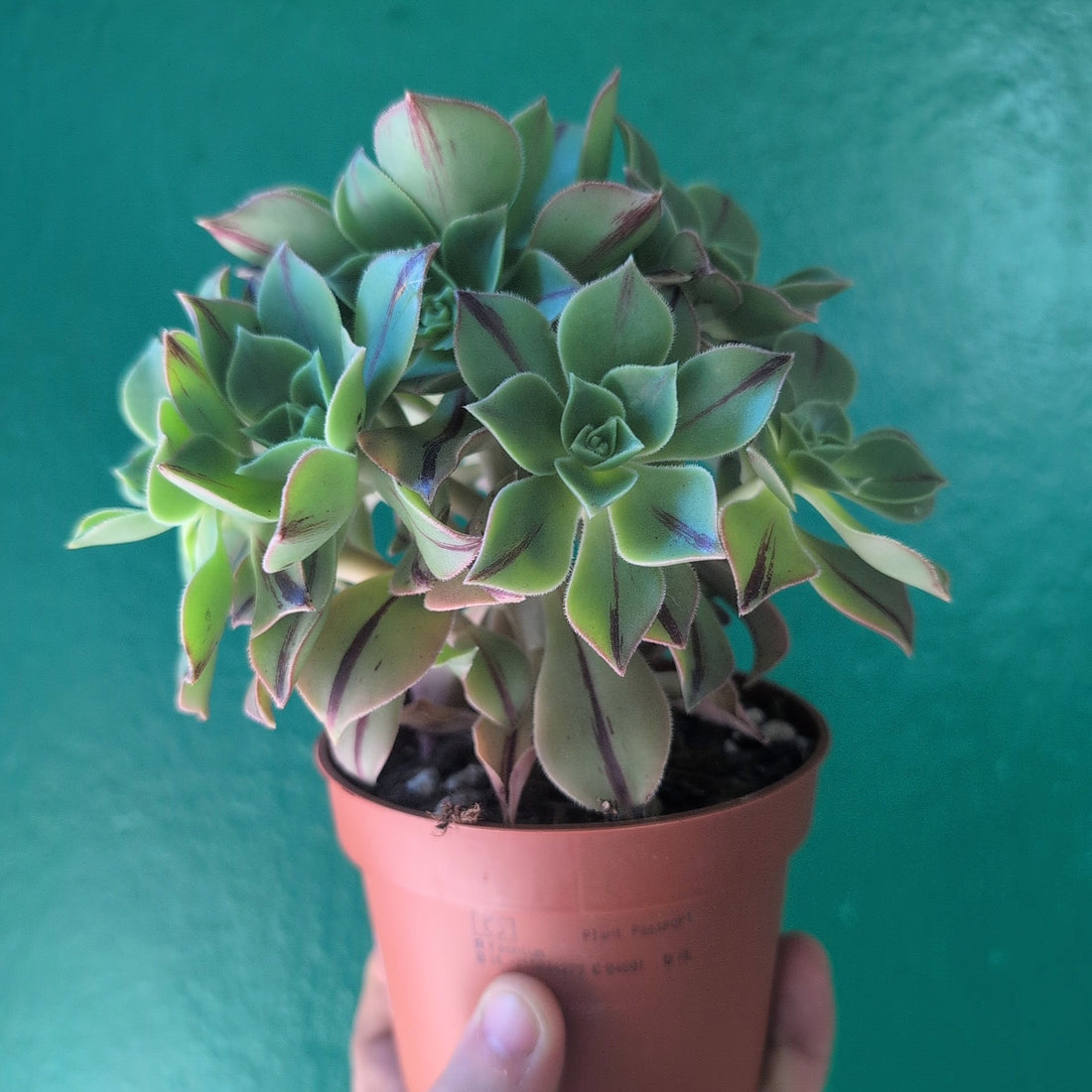 Aeonium leucoblepharum &