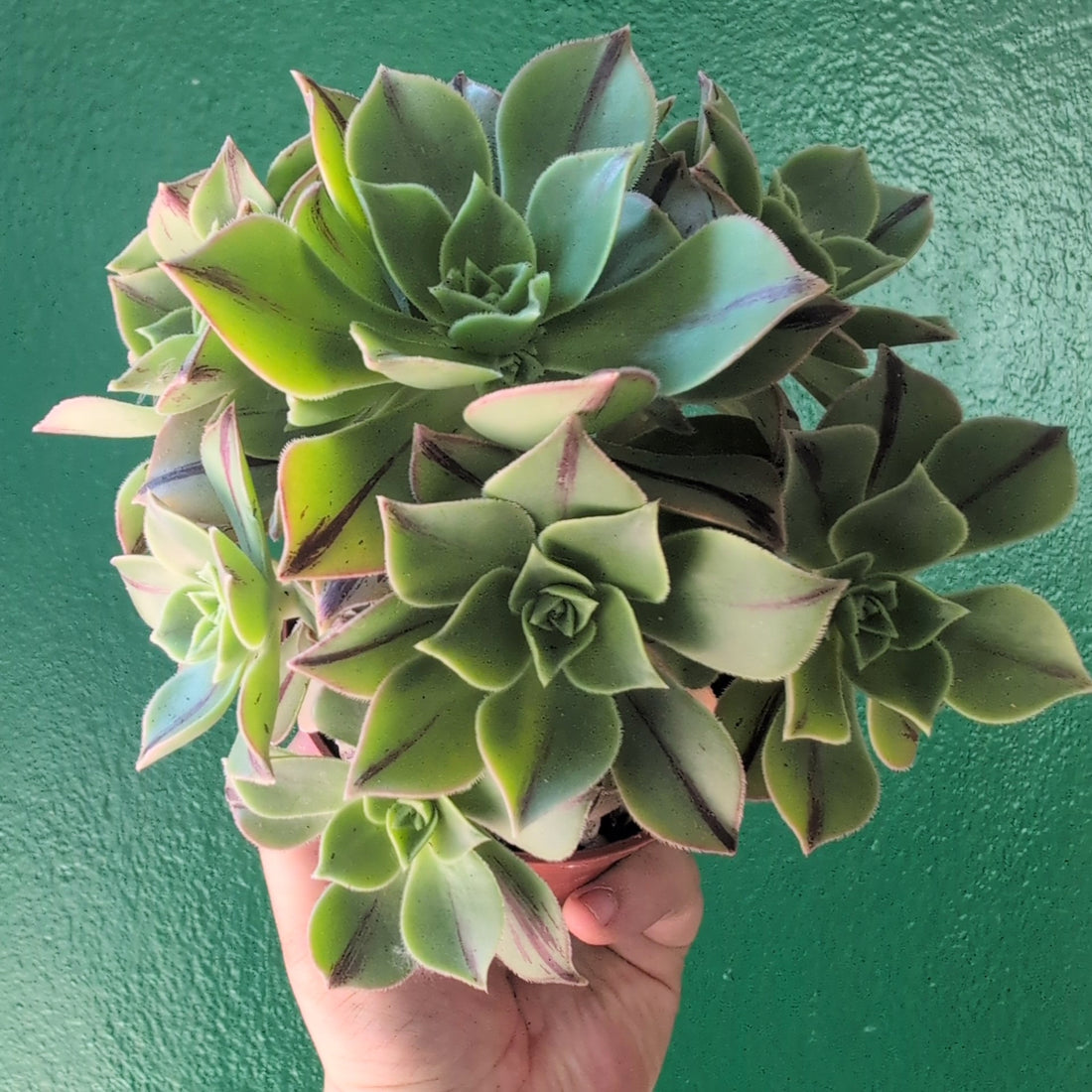Aeonium leucoblepharum &