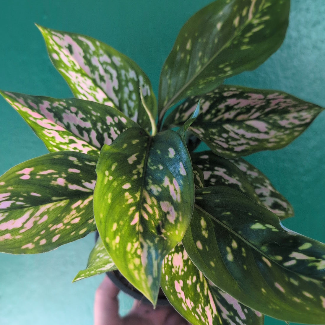 Aglaonema &