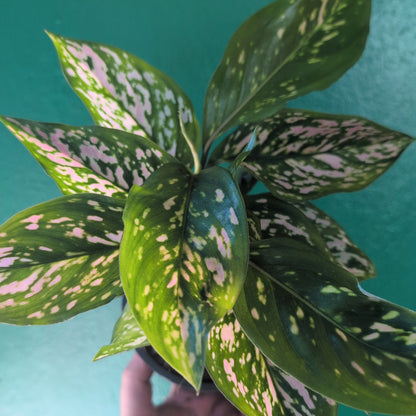 Aglaonema &