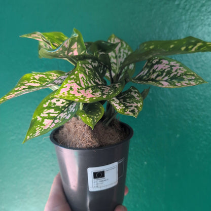Aglaonema &