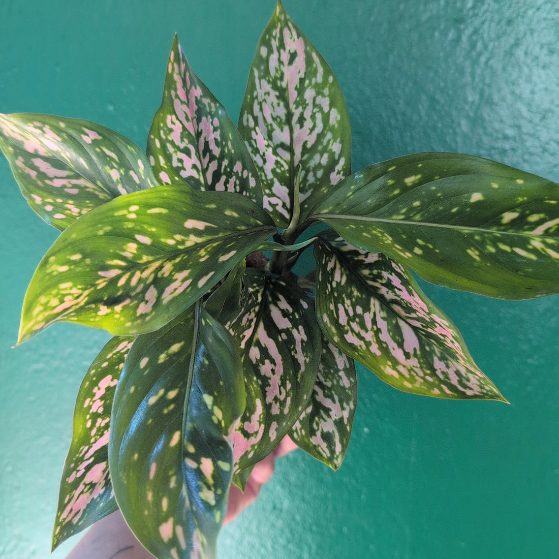 Aglaonema &