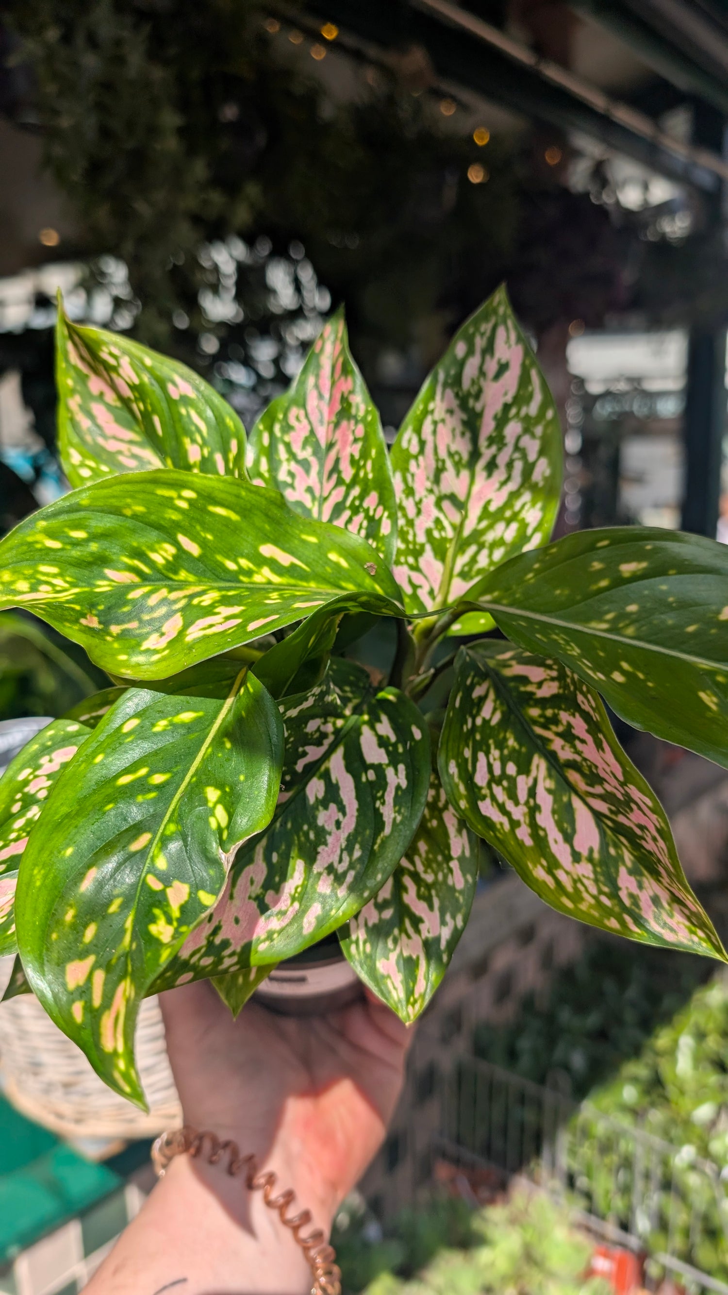 Aglaonema &
