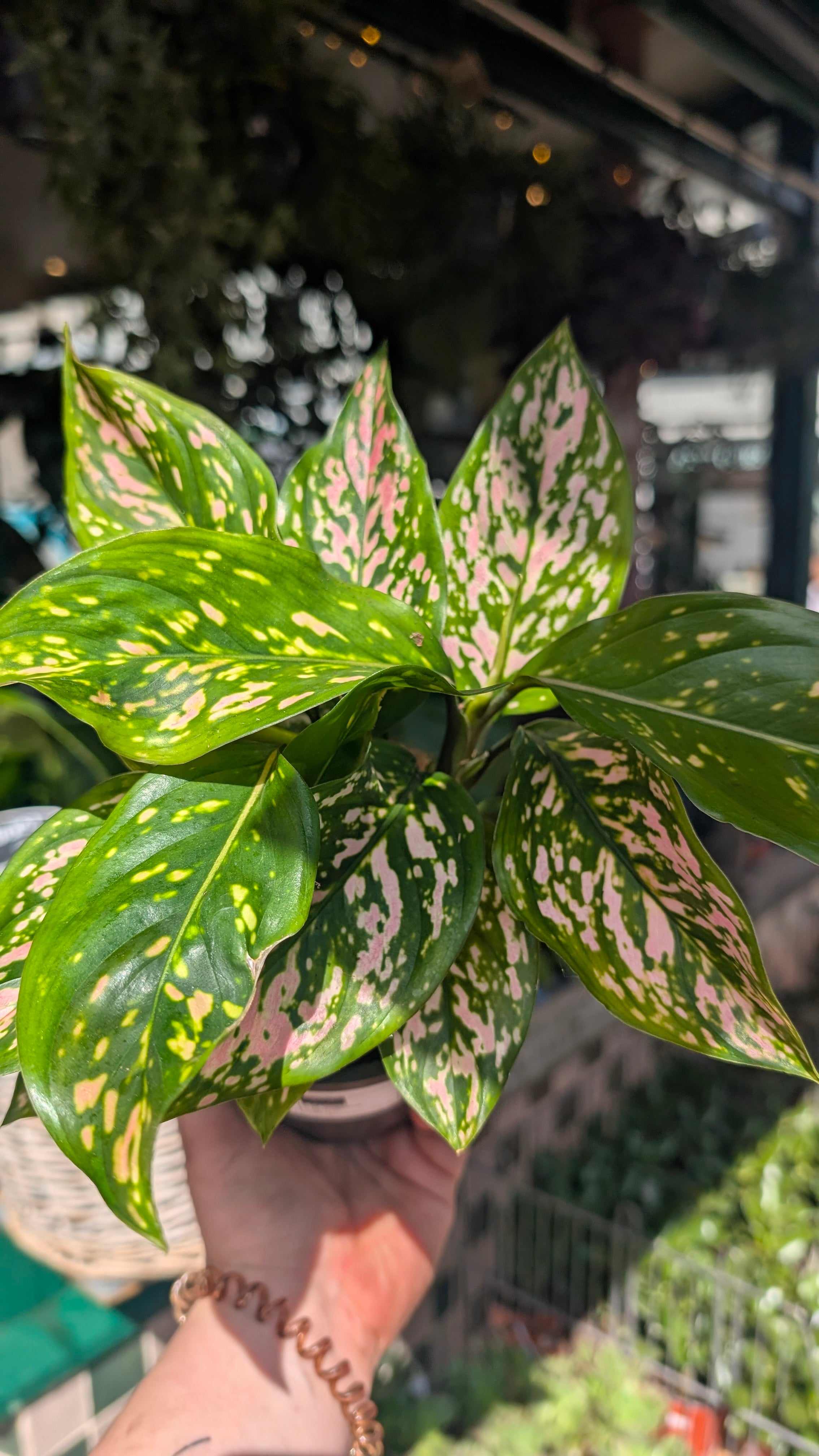 Aglaonema &