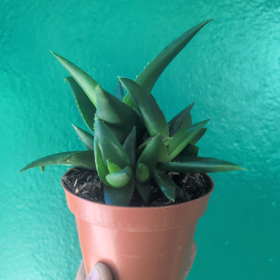 Haworthia pentagonia &