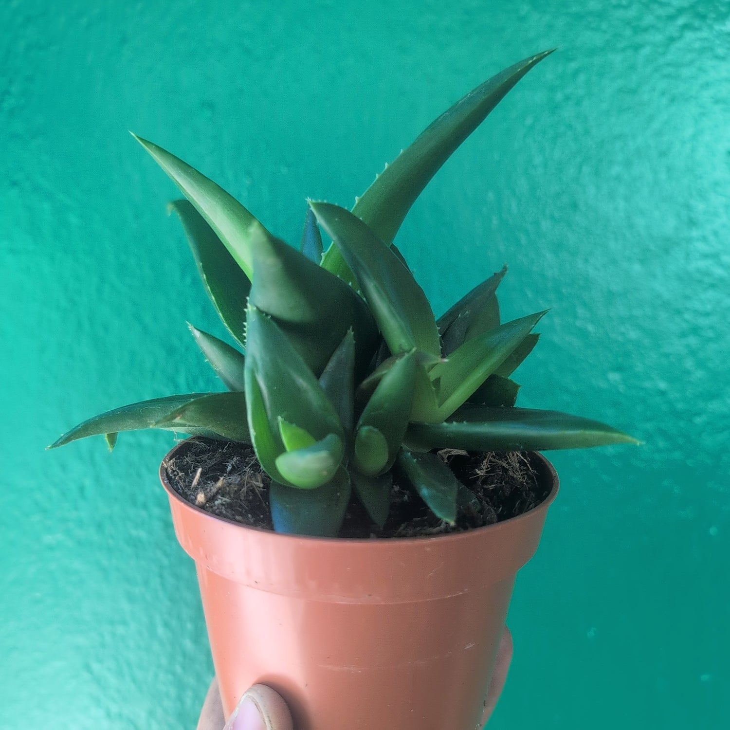 Haworthia pentagonia &