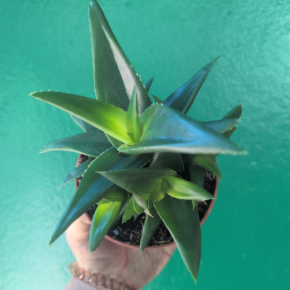 Haworthia pentagonia &