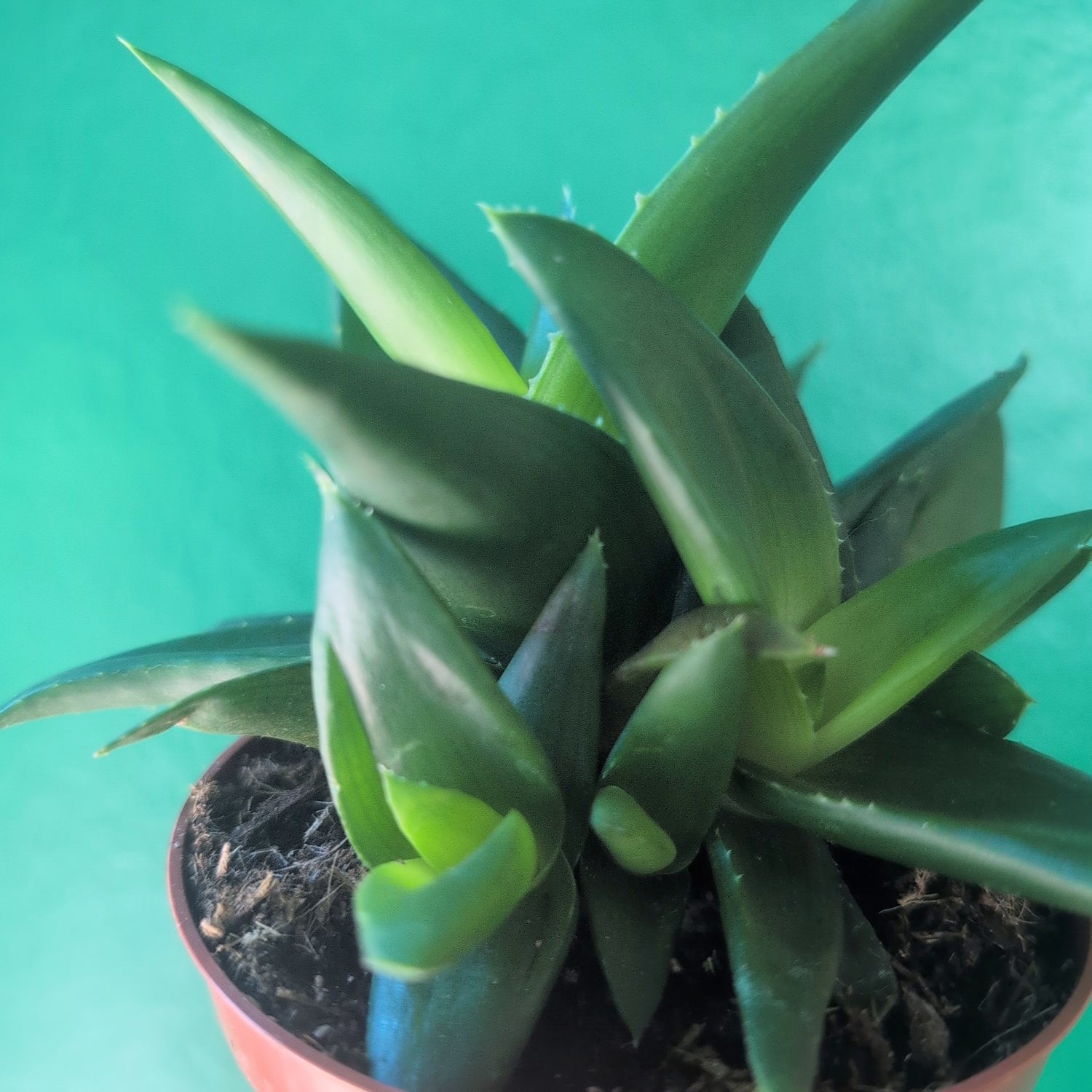 Haworthia pentagonia &