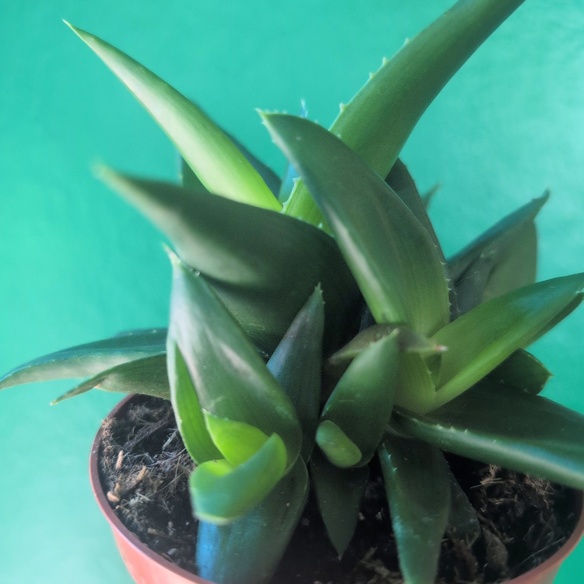 Haworthia pentagonia &