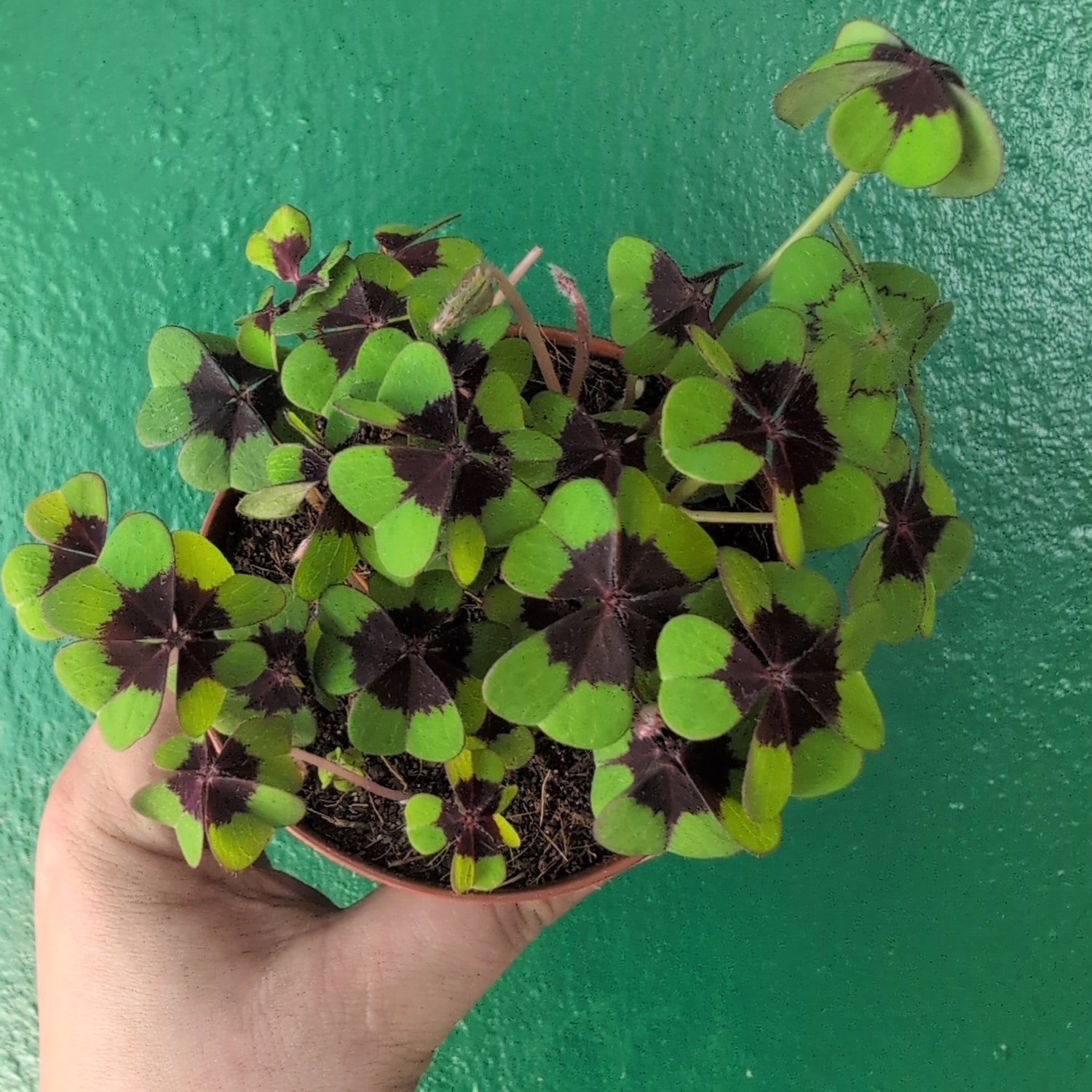 Oxalis Deppei ‘Iron Cross’