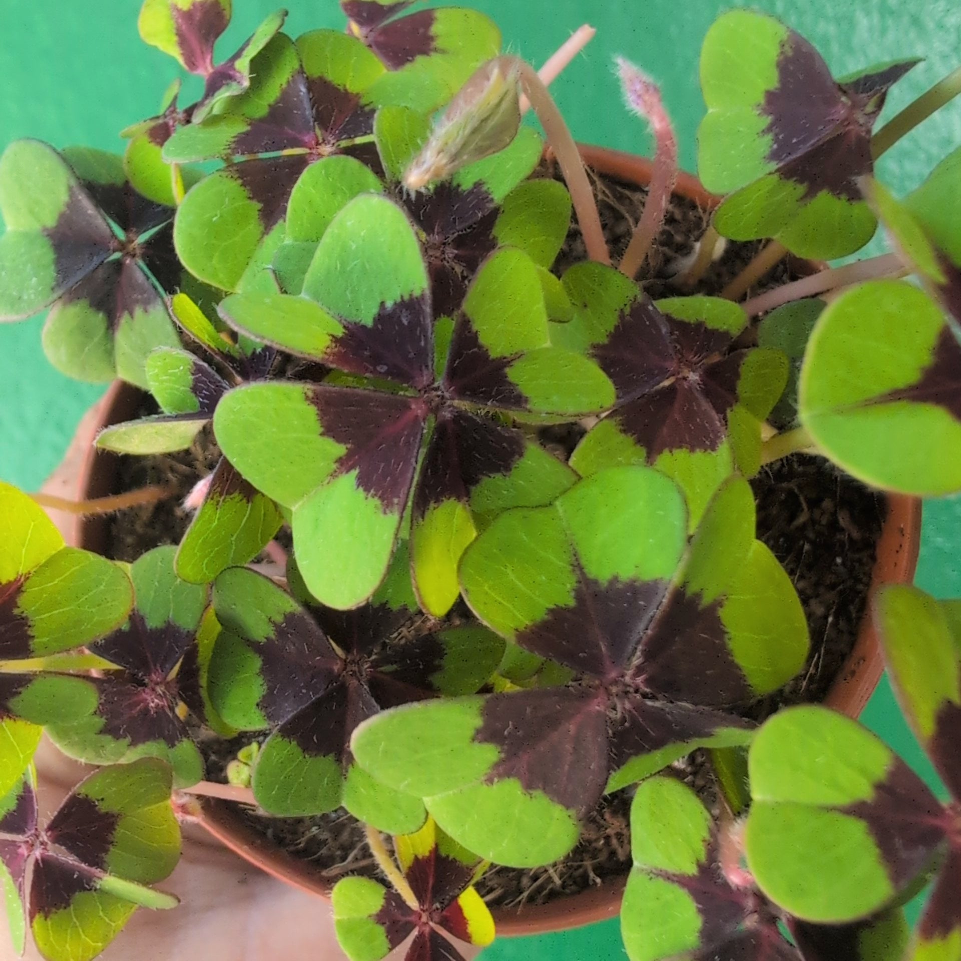 Oxalis Deppei ‘Iron Cross’