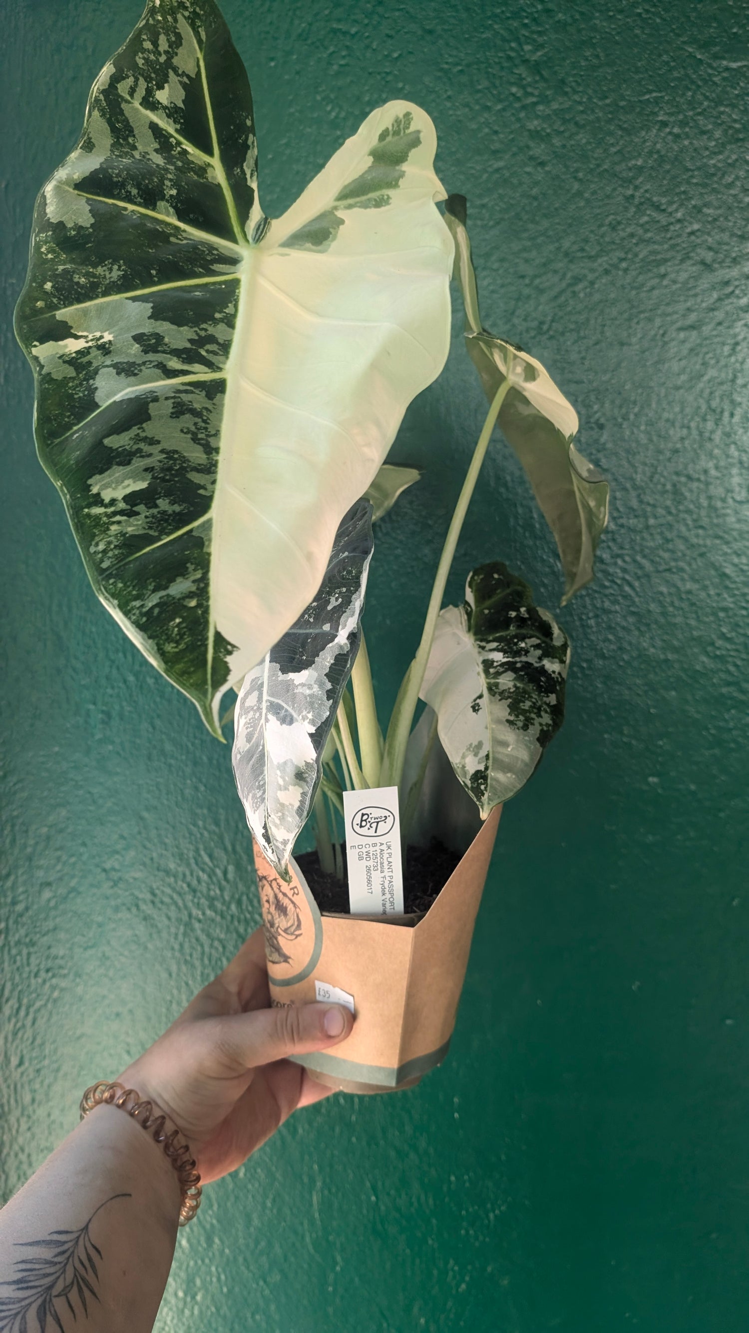 Alocasia micholitziana &