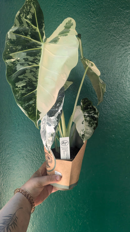Alocasia micholitziana &