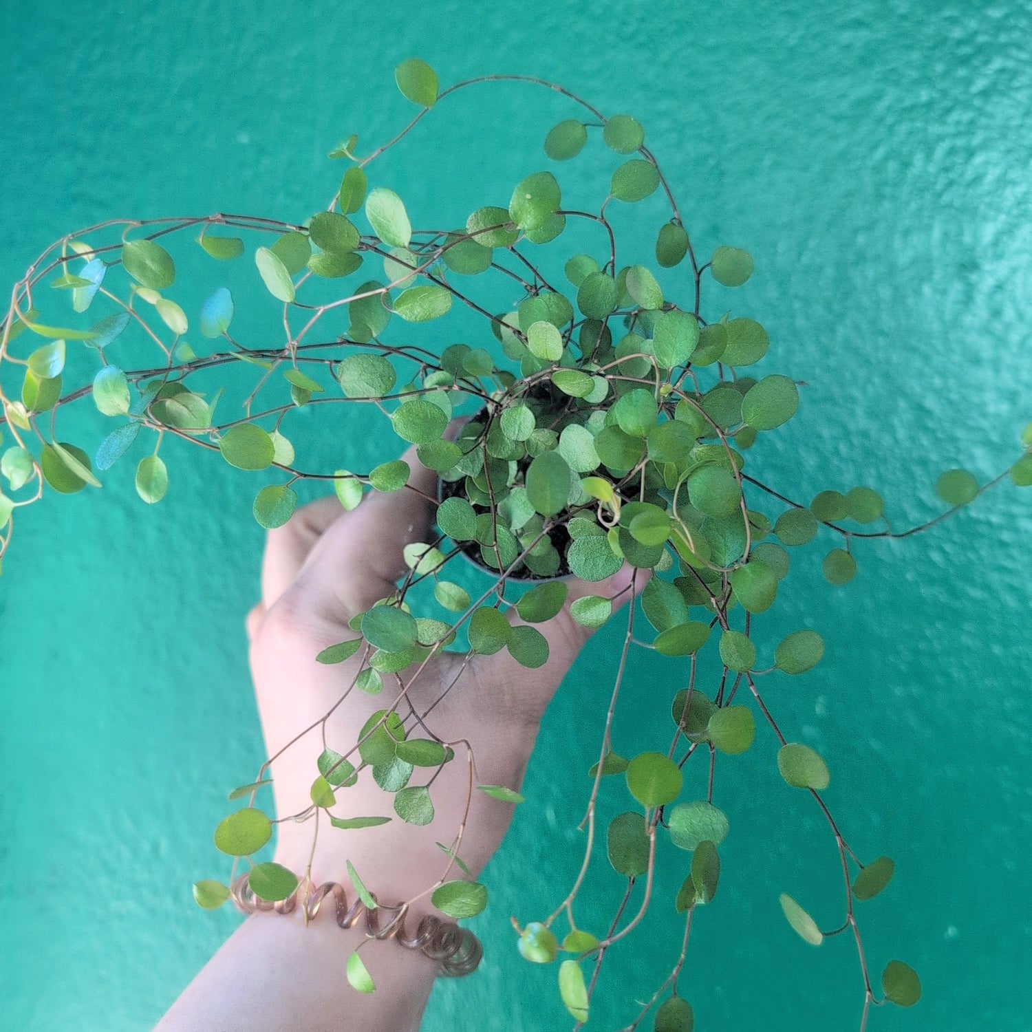 Muehlenbeckia complexa &