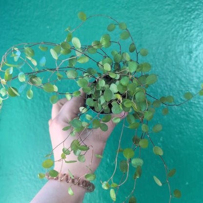 Muehlenbeckia complexa &