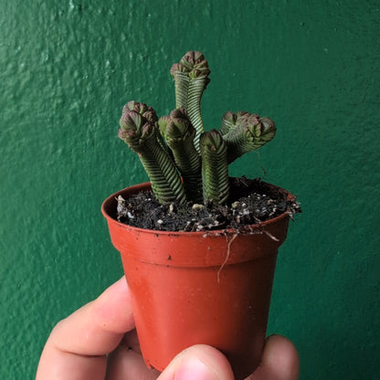 Crassula pyramidalis (Pagoda Plant)