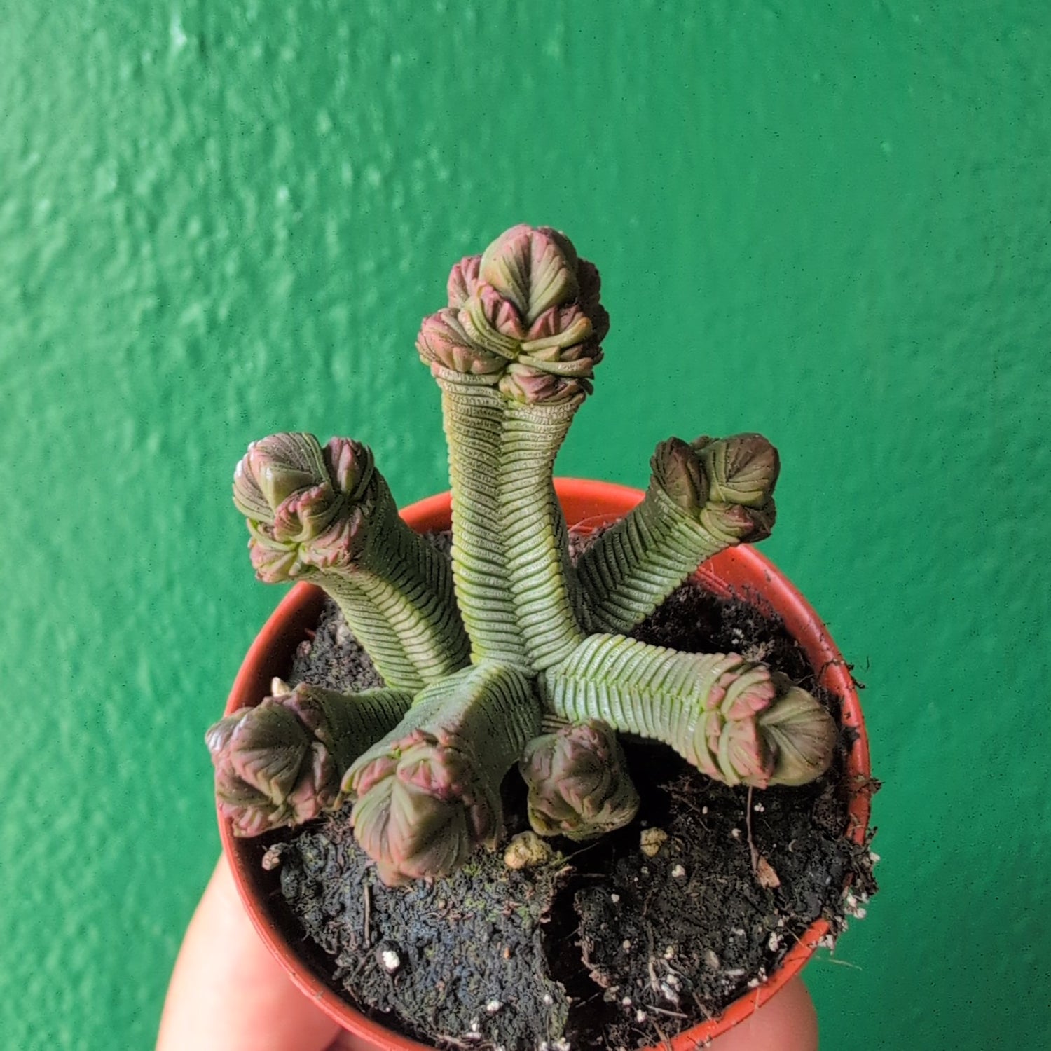 Crassula pyramidalis (Pagoda Plant)
