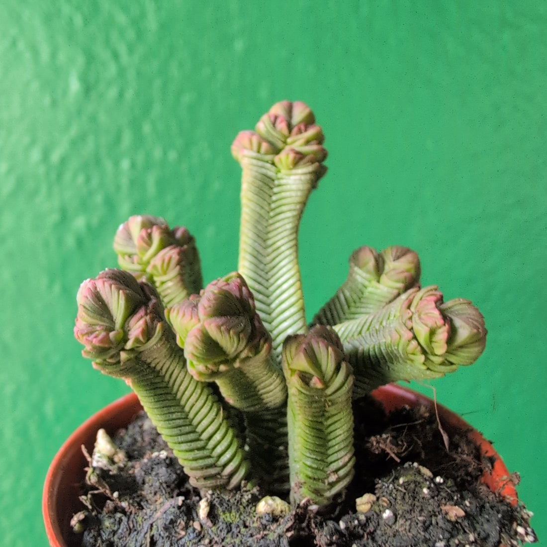 Crassula pyramidalis (Pagoda Plant)
