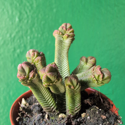 Crassula pyramidalis (Pagoda Plant)