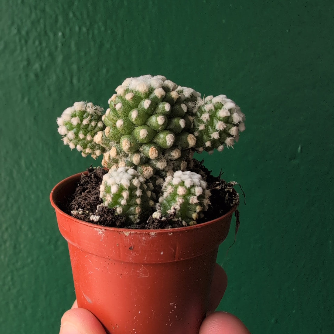 Mammillaria gracilis ‘Arizona Snowcap’ (Arizona Snowcap Cactus)