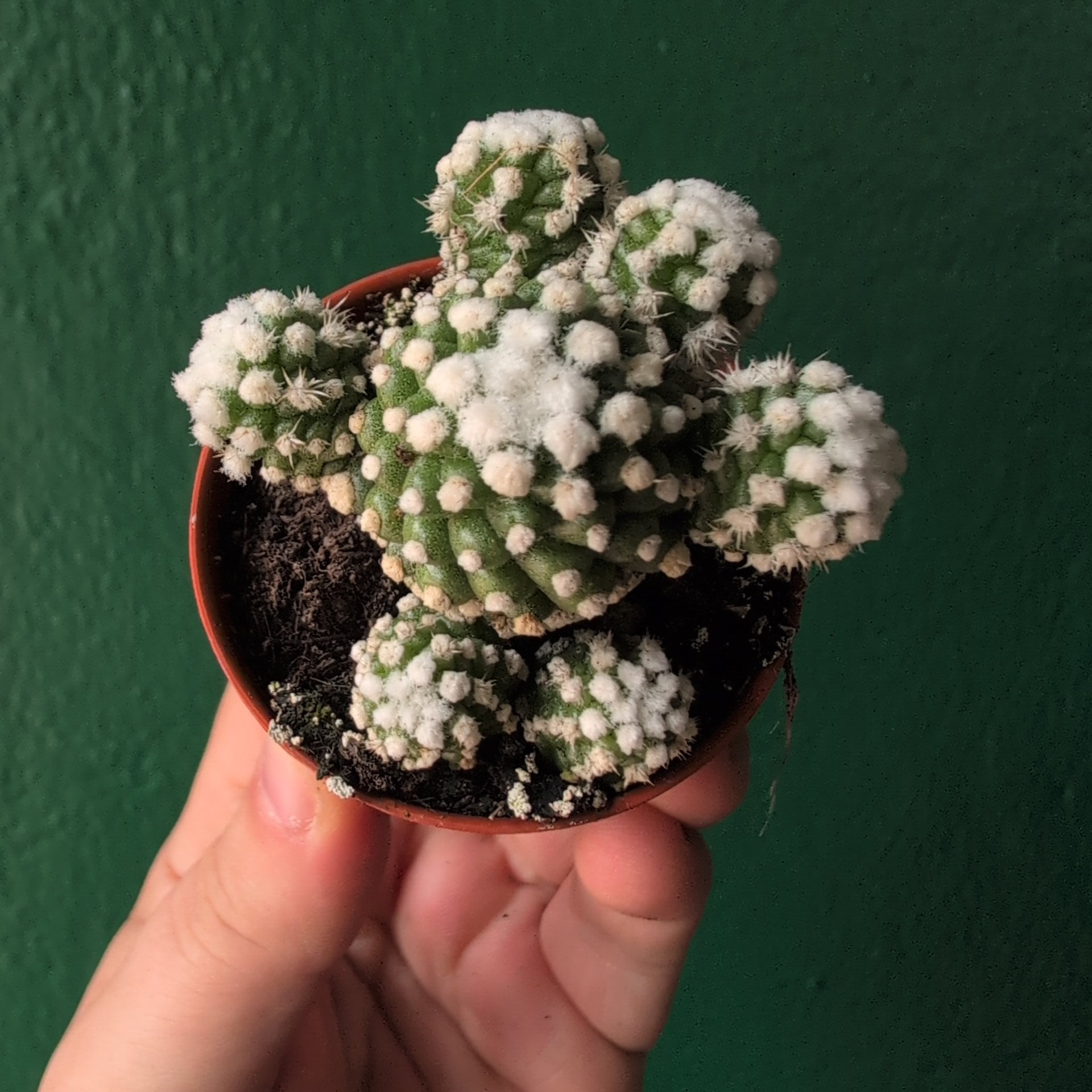 Mammillaria gracilis ‘Arizona Snowcap’ (Arizona Snowcap Cactus)