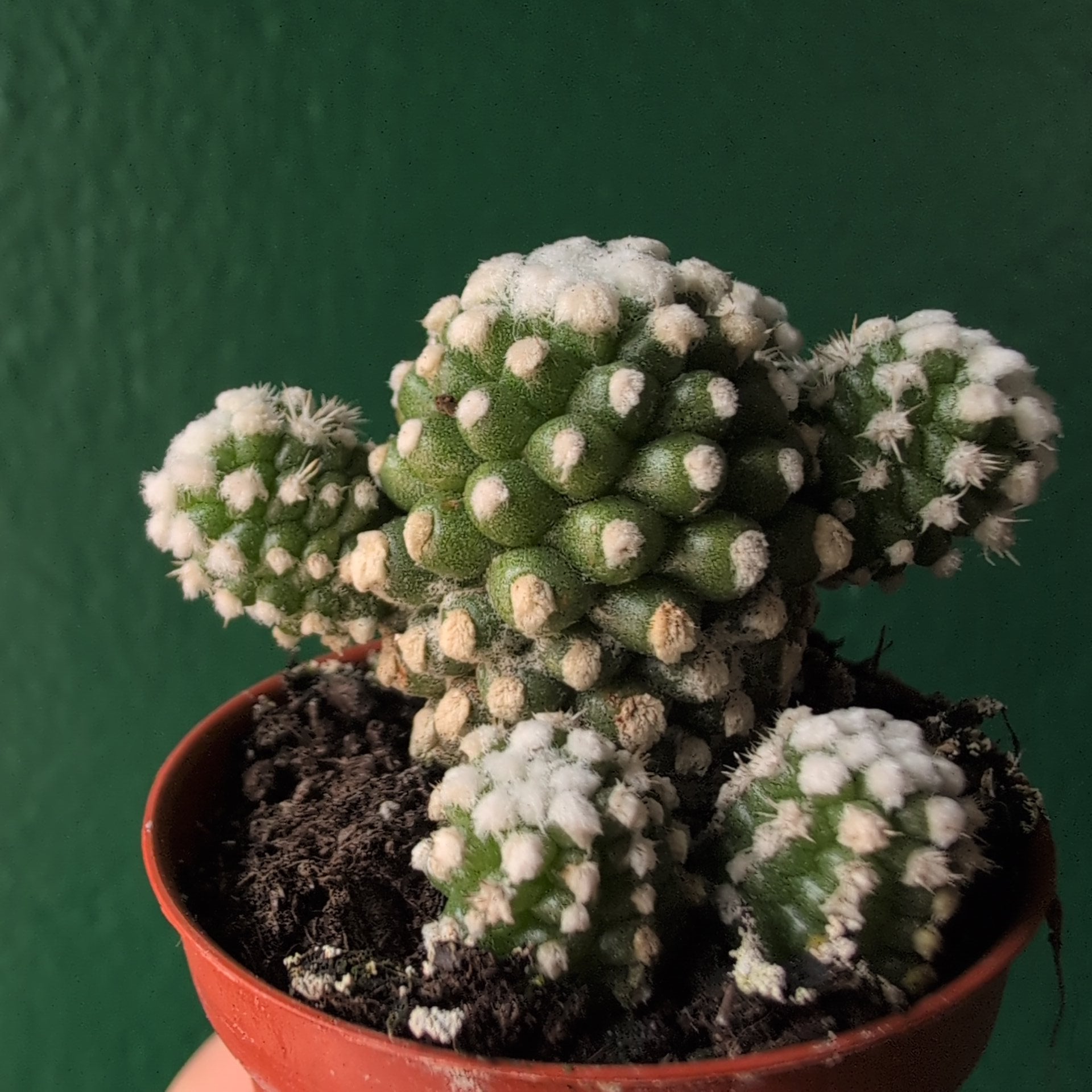Mammillaria gracilis ‘Arizona Snowcap’ (Arizona Snowcap Cactus)