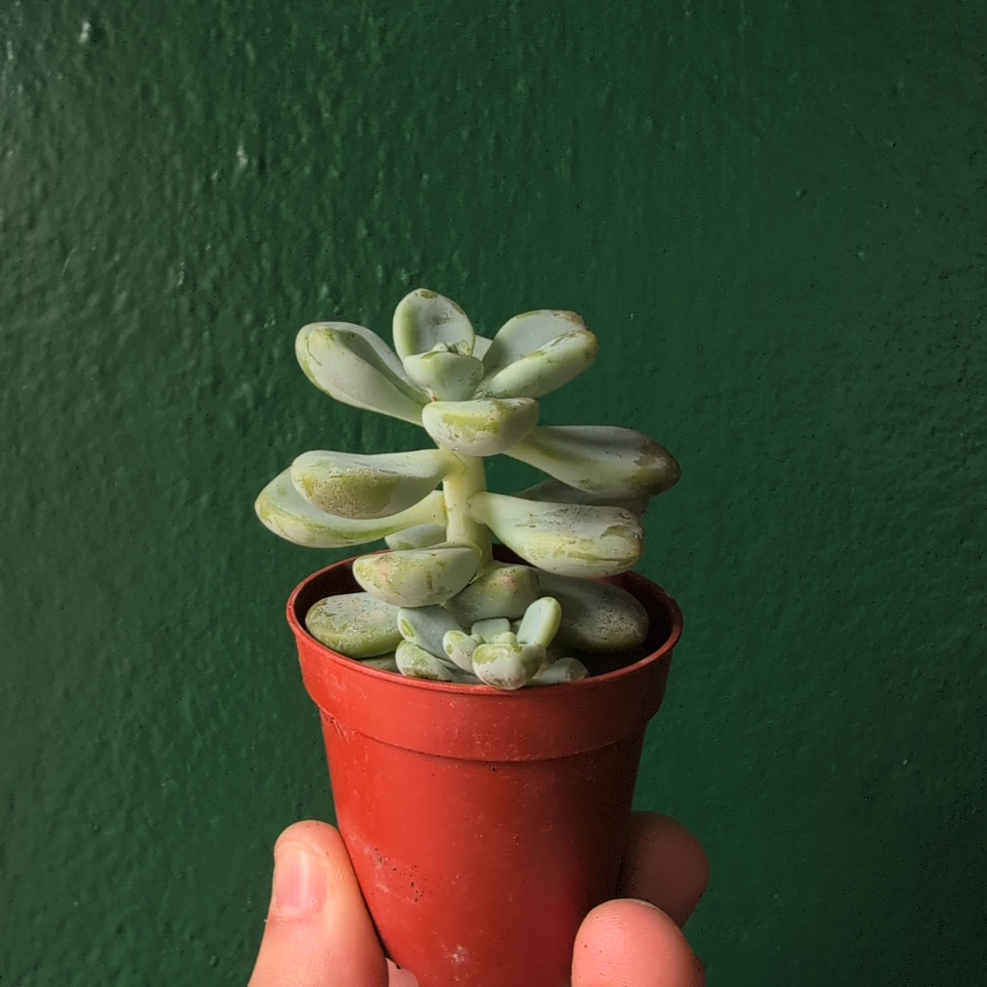 Sedum clavatum  (Tiscalatengo Gorge Sedum)