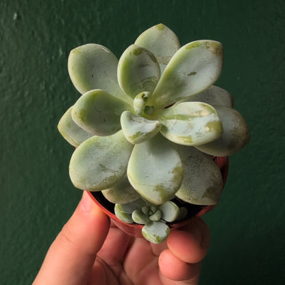 Sedum clavatum  (Tiscalatengo Gorge Sedum)