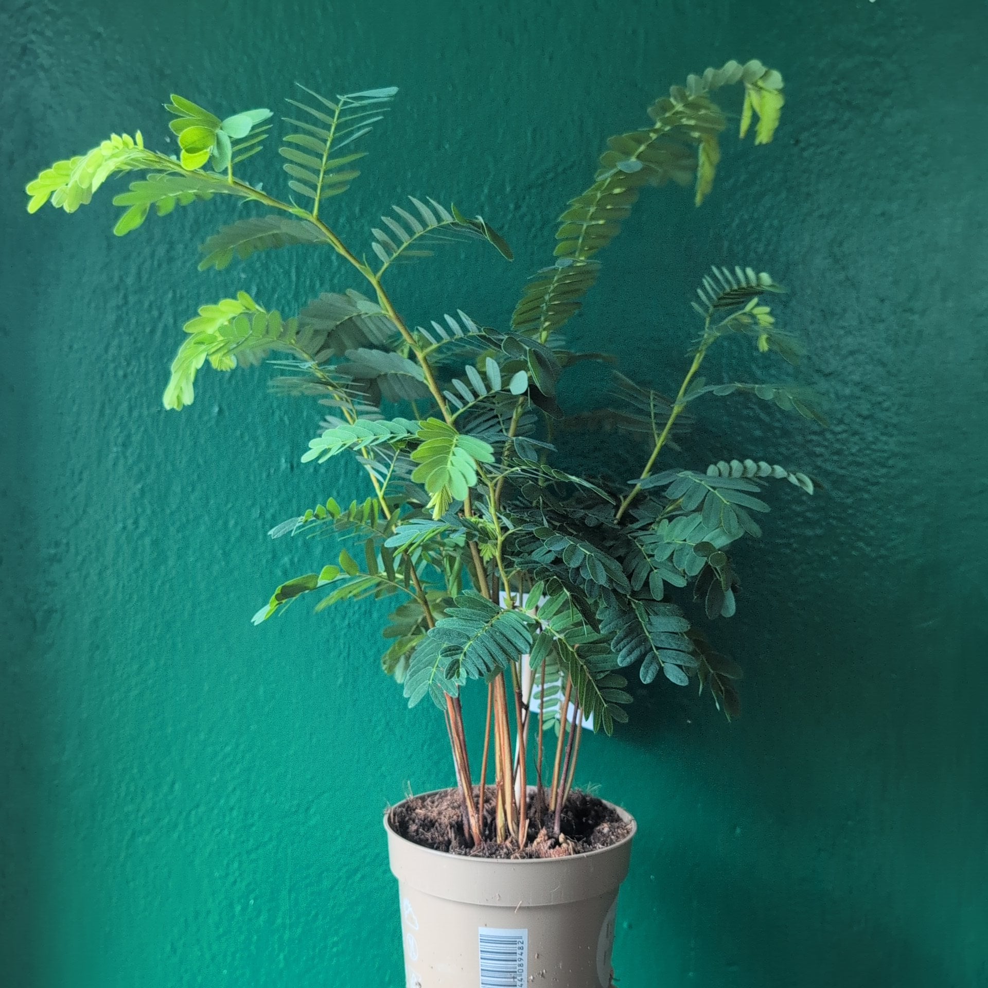 Tamarindus indica (Tamarind Plant)