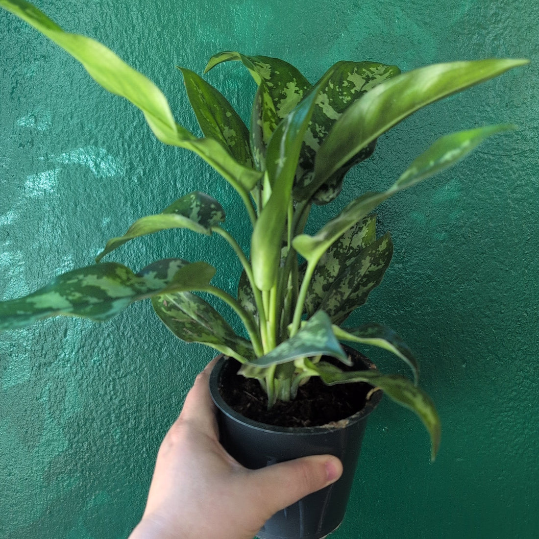Aglaonema &