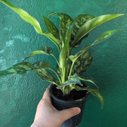 Aglaonema &