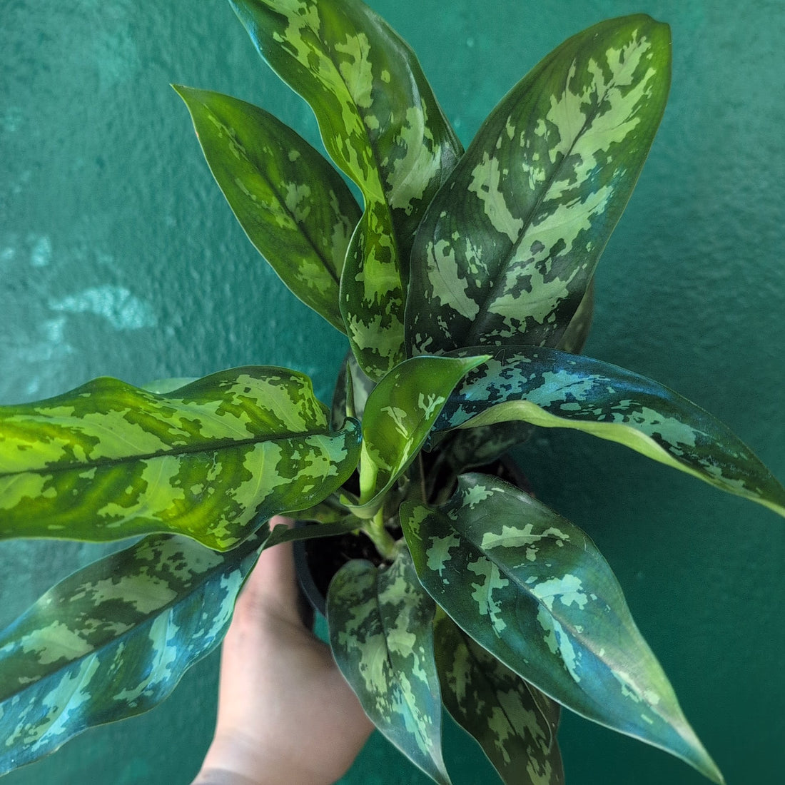 Aglaonema &