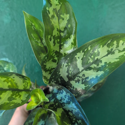 Aglaonema &