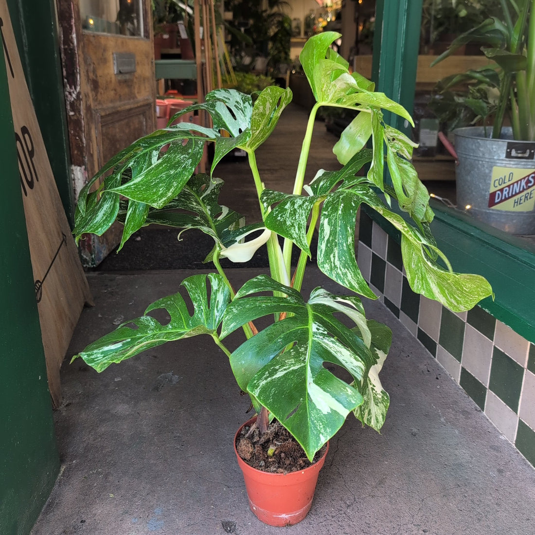 Monstera deliciosa &