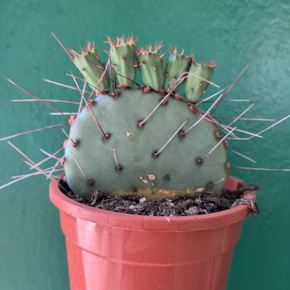 Opuntia azurea (Purple Prickly Pear)