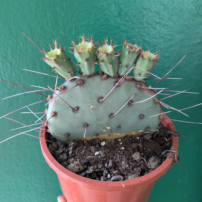 Opuntia azurea (Purple Prickly Pear)